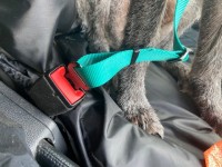 Bark and Ride Ride Safe Dog Seat Belt